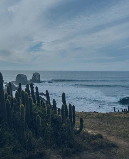 Fundación Punta de Lobos