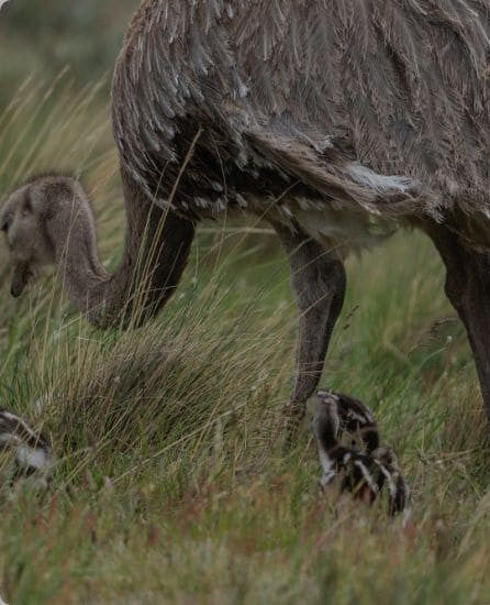 Fundación Rewilding Chile